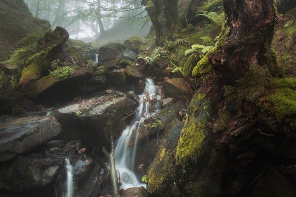 Stream and ferns with fog
