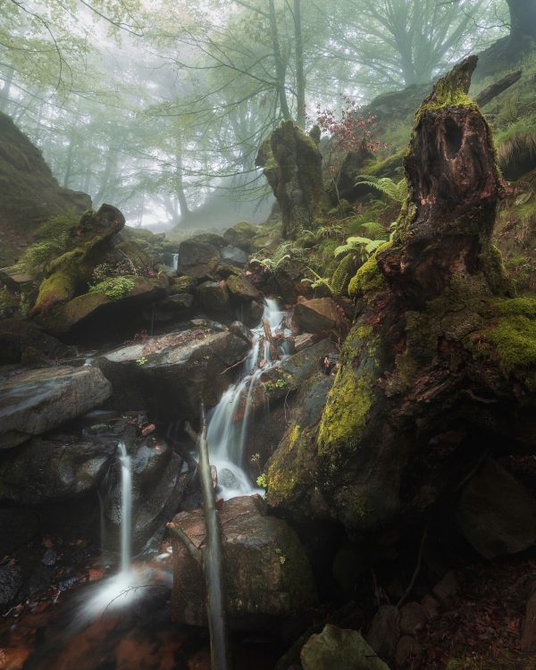 Stream and ferns with fog