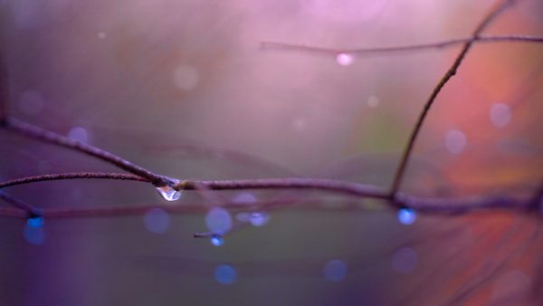 Branches and waterpdrops