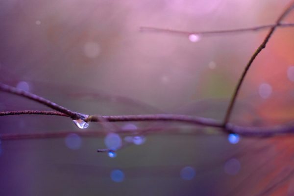 Branches and waterpdrops