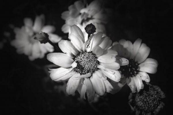 Paris Daisies in black and white