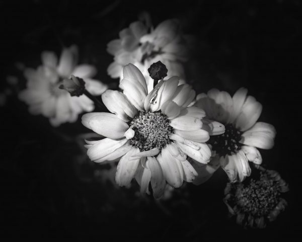 Paris Daisies in black and white