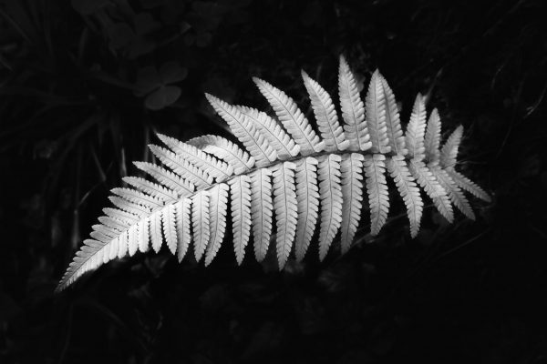 Fern in black and white