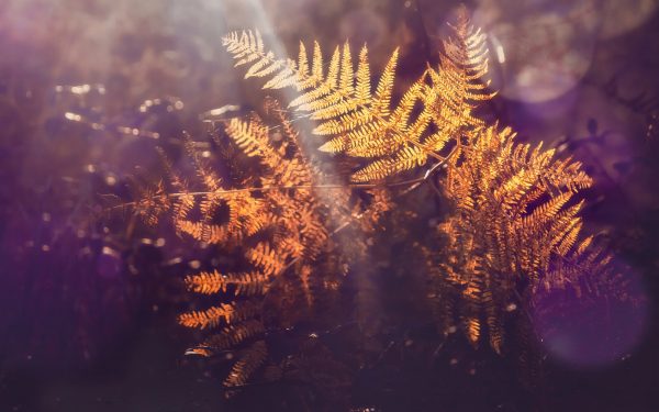 Ferns at sunset