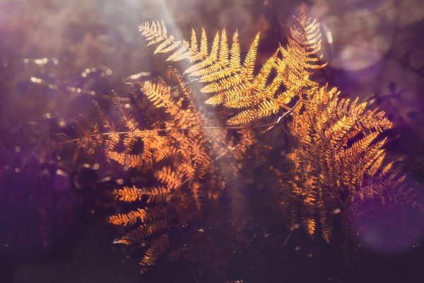 Ferns at sunset