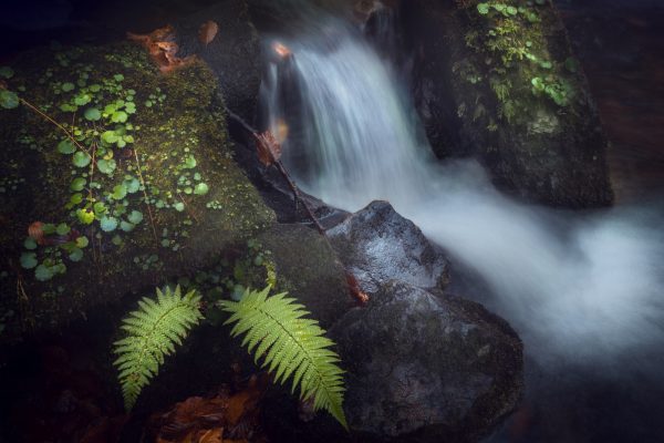 Stream and ferns