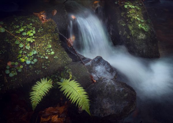 Stream and ferns