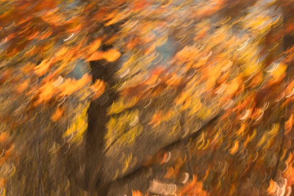 Oak abstract