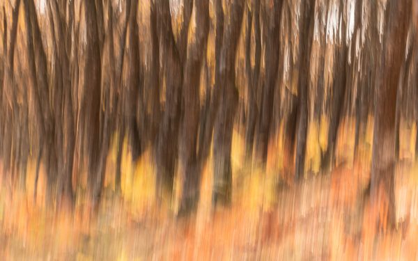 Oaktrees