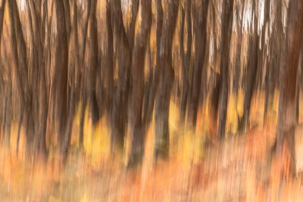 Oaktrees