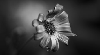 Violet Osteospermum in black and white