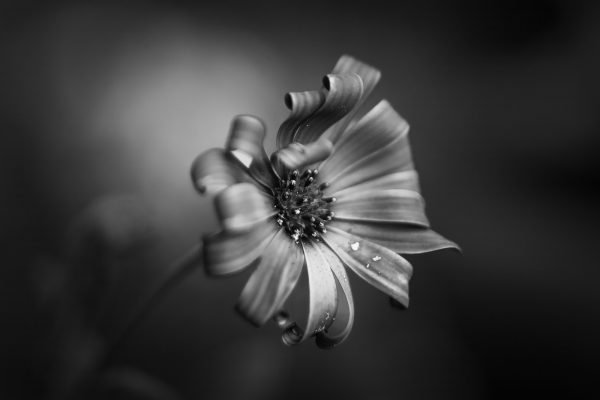 Violet Osteospermum in black and white