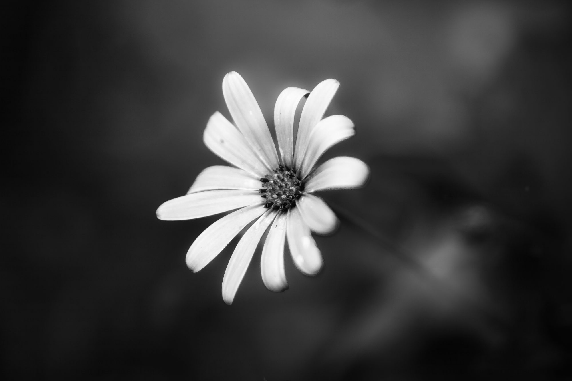 White Osteospermum in black and white
