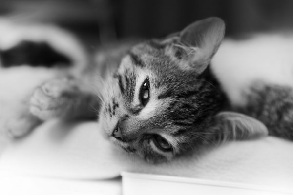 Sally the kitten