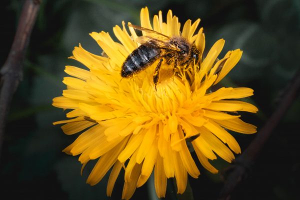 bee on a dandelion yellow flower