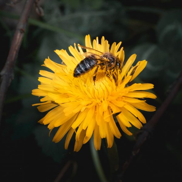 bee on a dandelion yellow flower