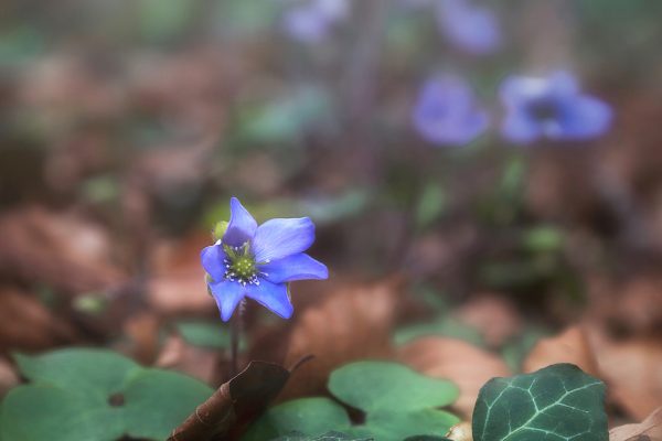 Blue-violet wild flower