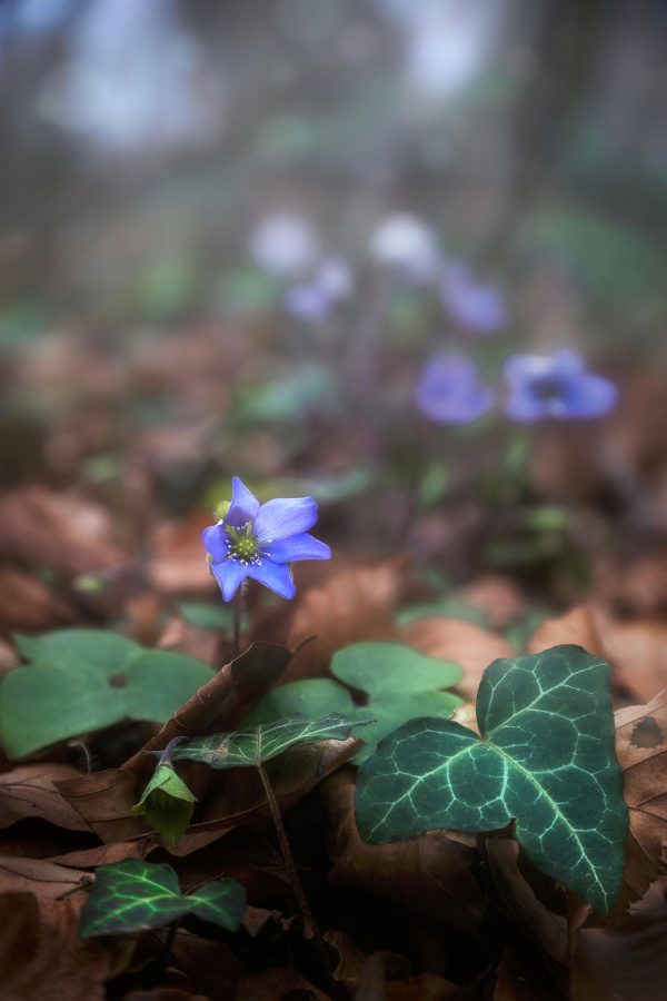 Blue-violet wild flower