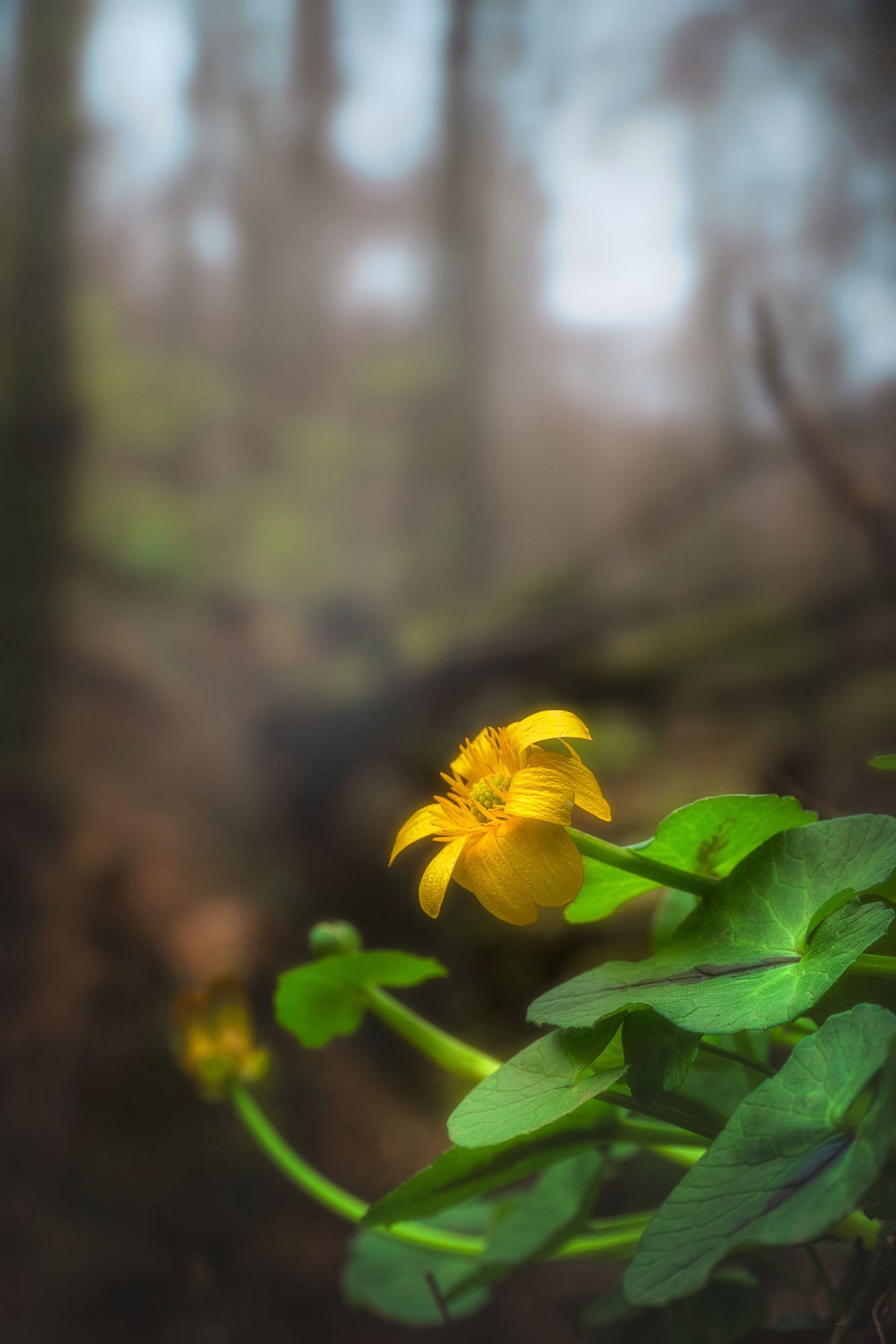 Yellow flower