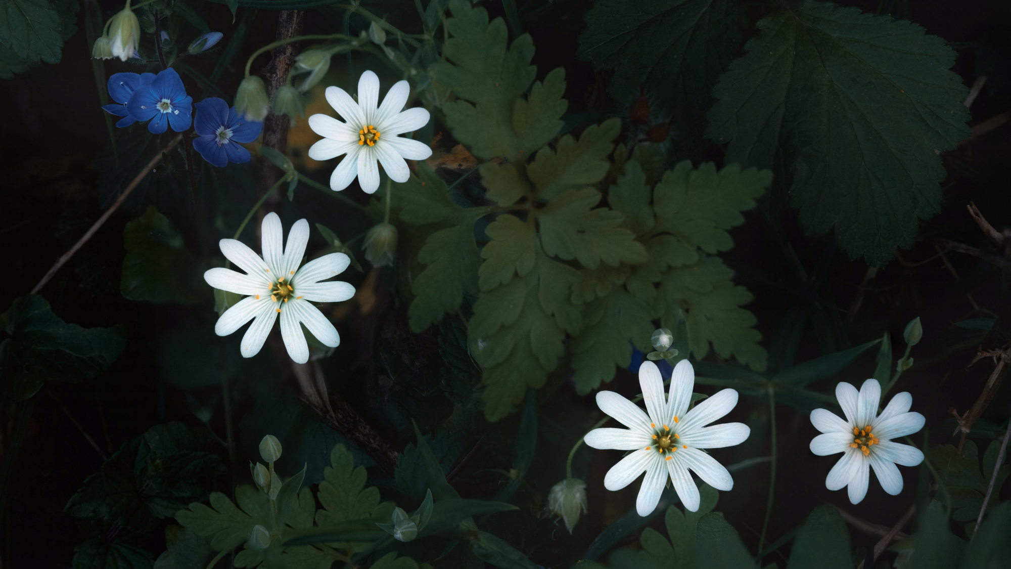 Small white flowers