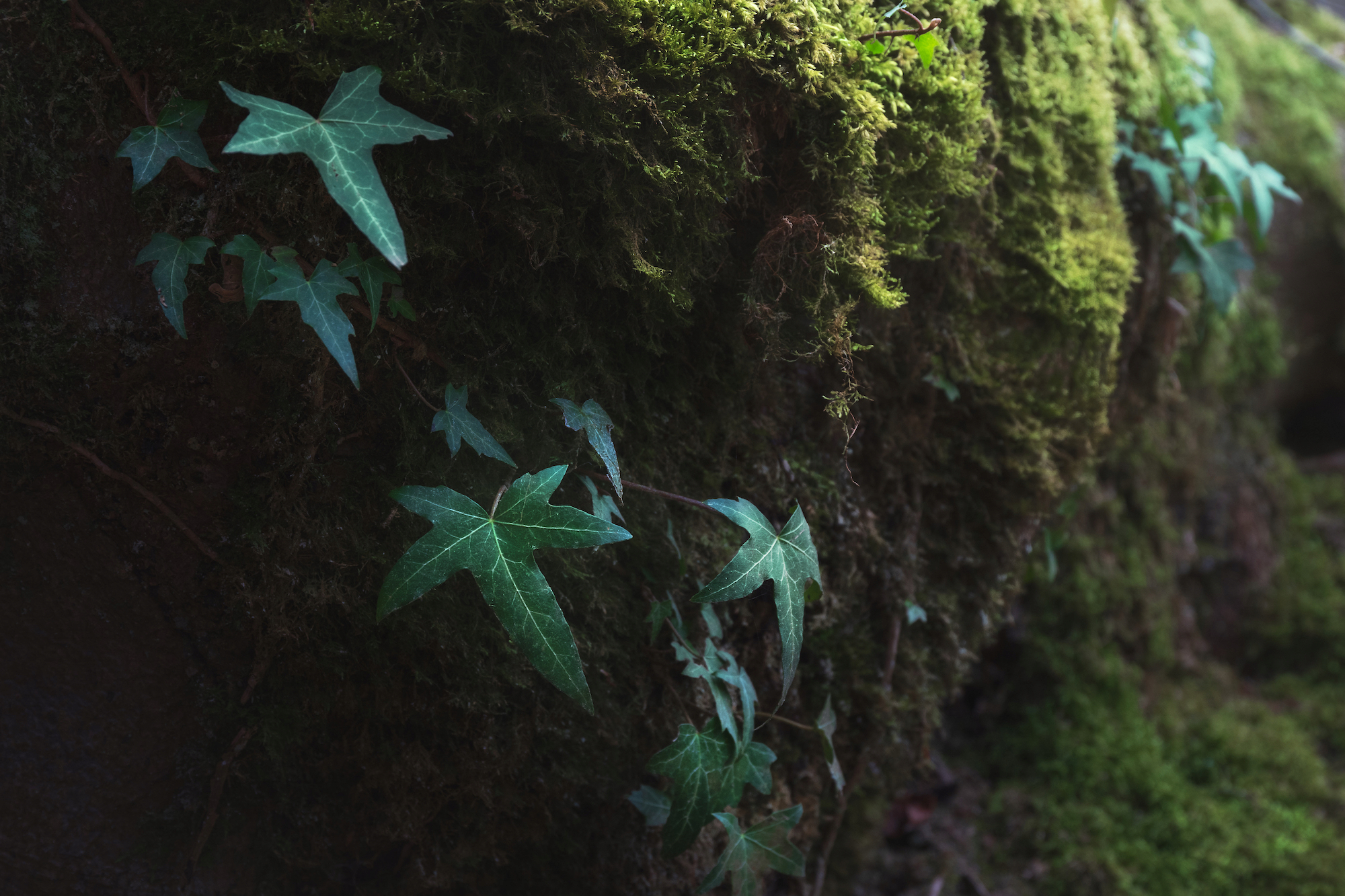 Ivy over moss