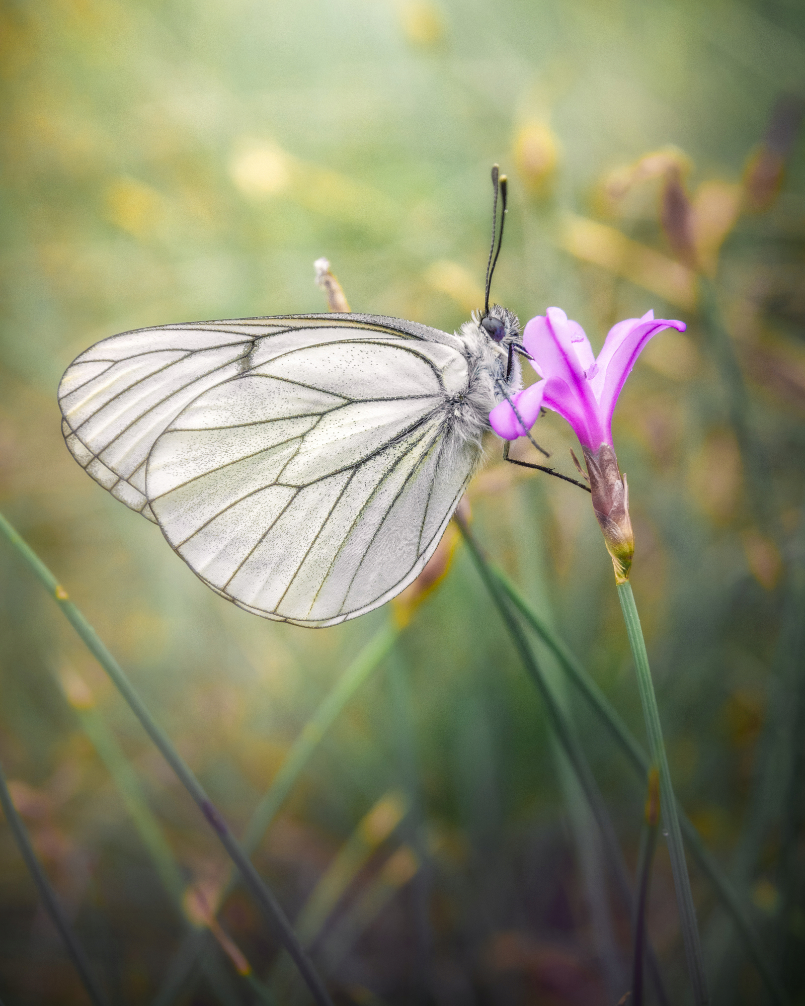 Butterfly on a pink flower