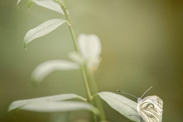 Butterfly on a plant