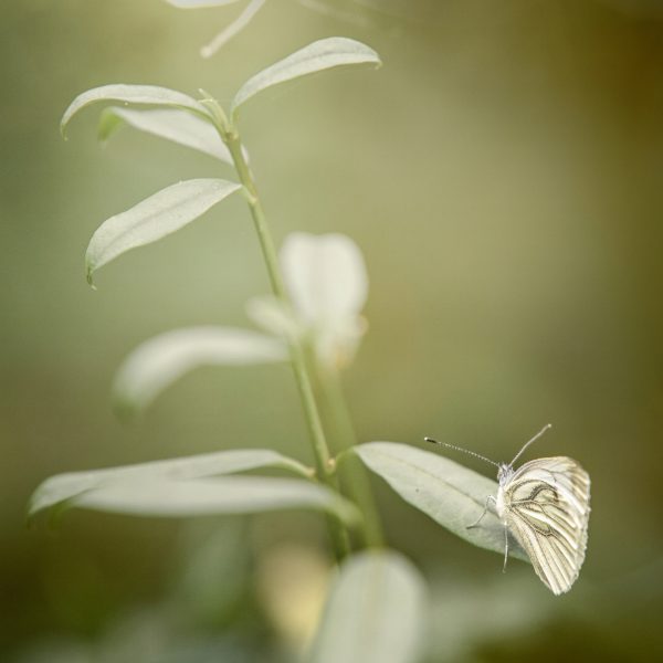 Butterfly on a plant