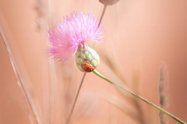 Ladybug on a flower