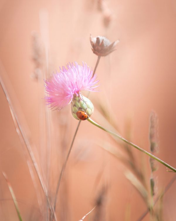 Ladybug on a flower
