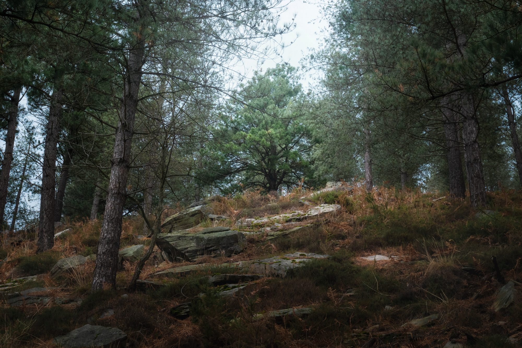 Pine tree in the dark forest