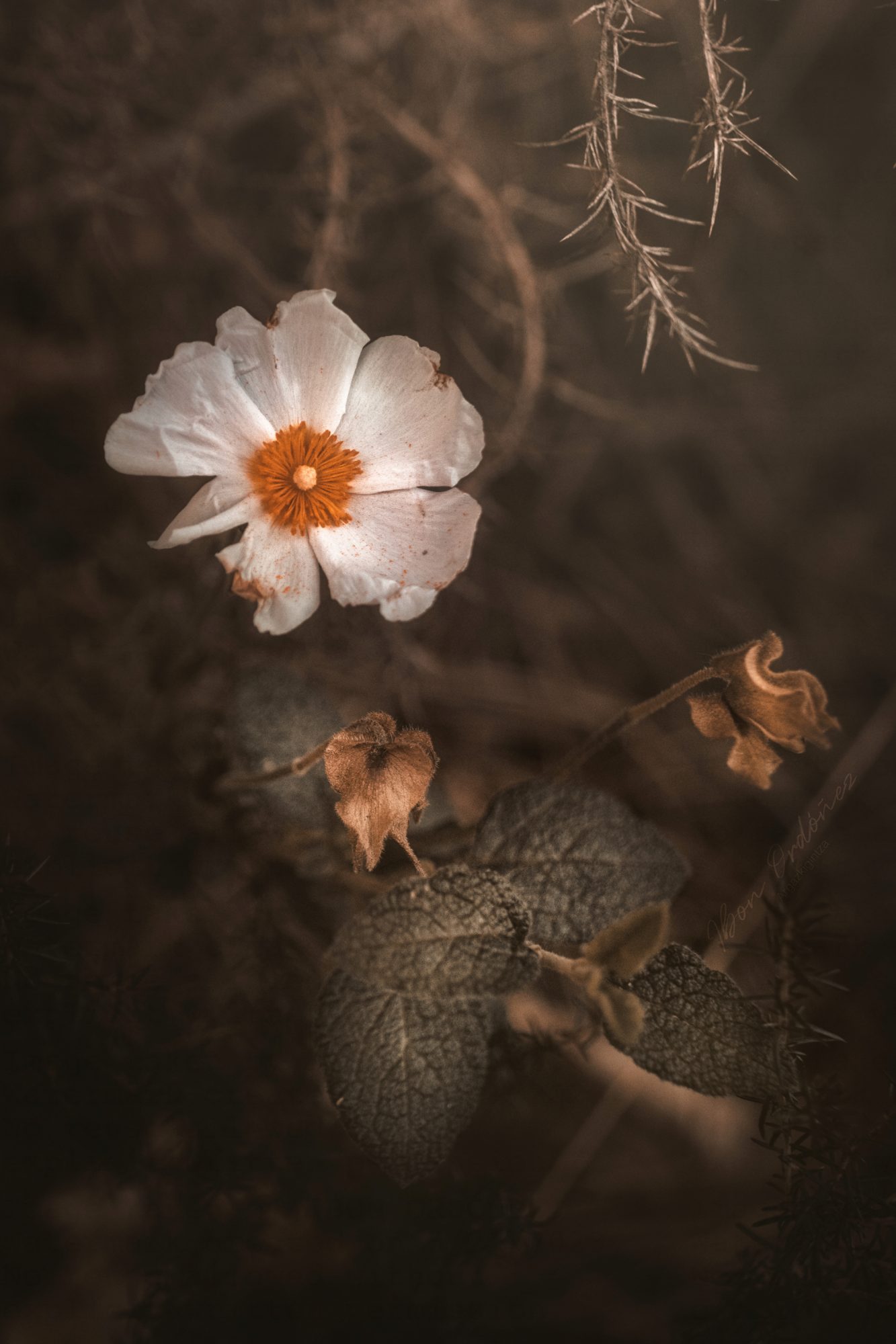 Cistus