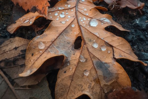 Oak leaf
