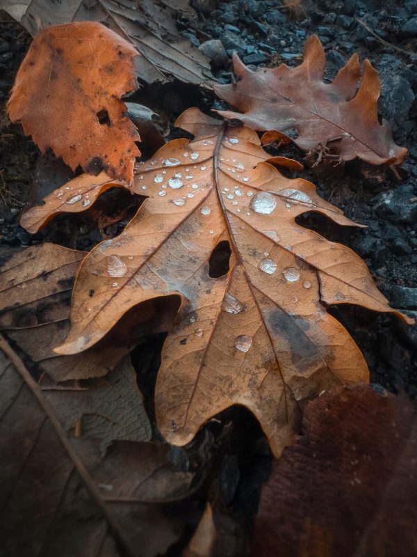 Oak leaf