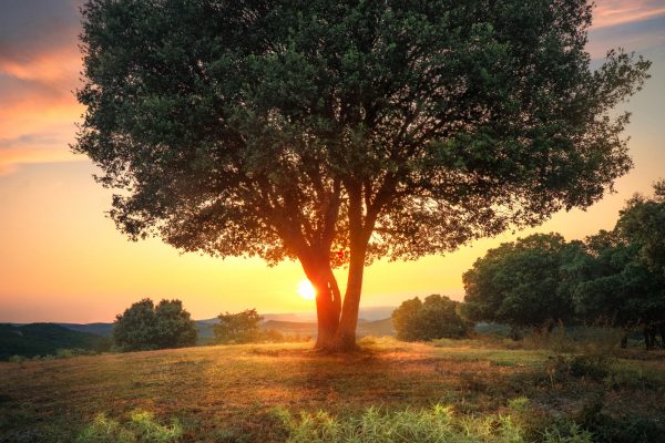 Holm oak in sunset