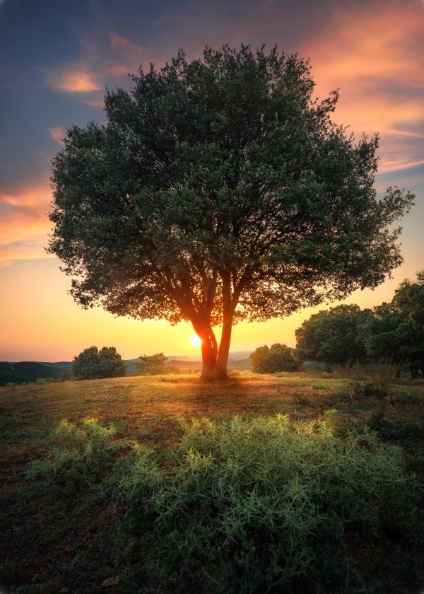 Holm oak in sunset