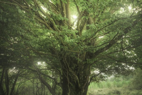 Tree in the fog
