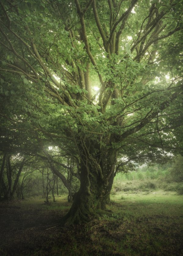Tree in the fog