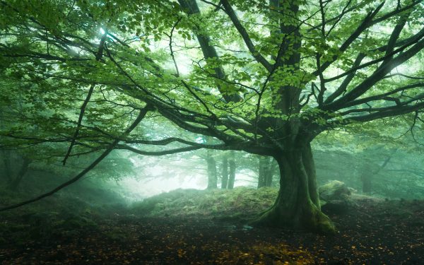 Spring beech in the fog