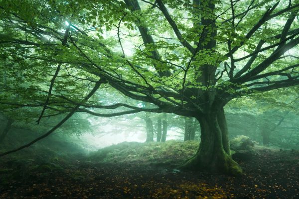Spring beech in the fog
