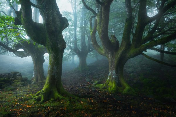 Beech forest in the fog