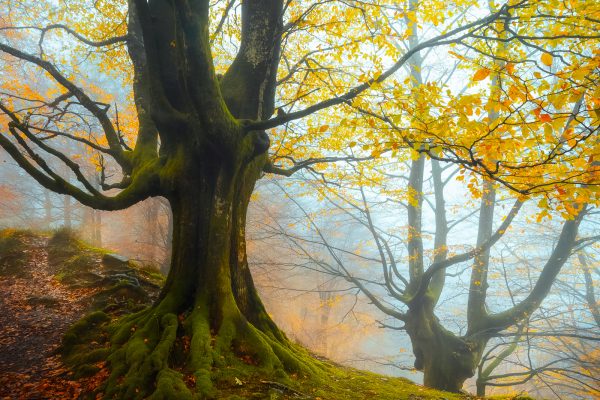 Beech in autumn, Gorbeia natural park