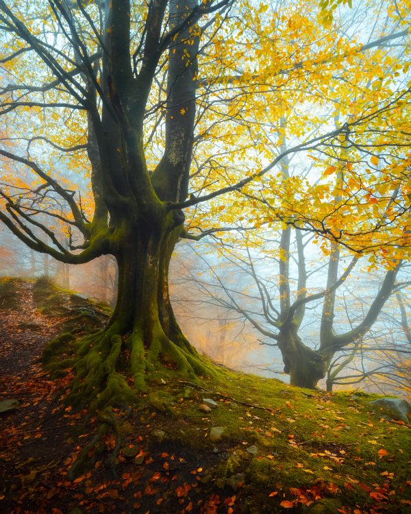 Beech in autumn, Gorbeia natural park