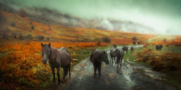 Horses in Gorbeia Natural Park on a rainy day