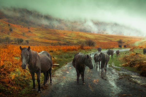 Horses in Gorbeia Natural Park on a rainy day