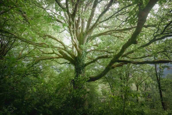 Oak with long branches